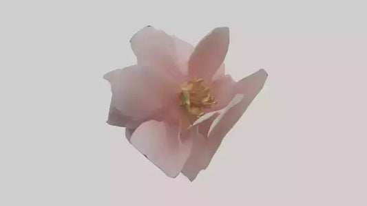 3D model Camellia model VR / AR / low-poly