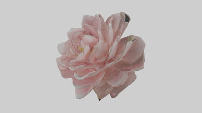 3D model Camellia model VR / AR / low-poly