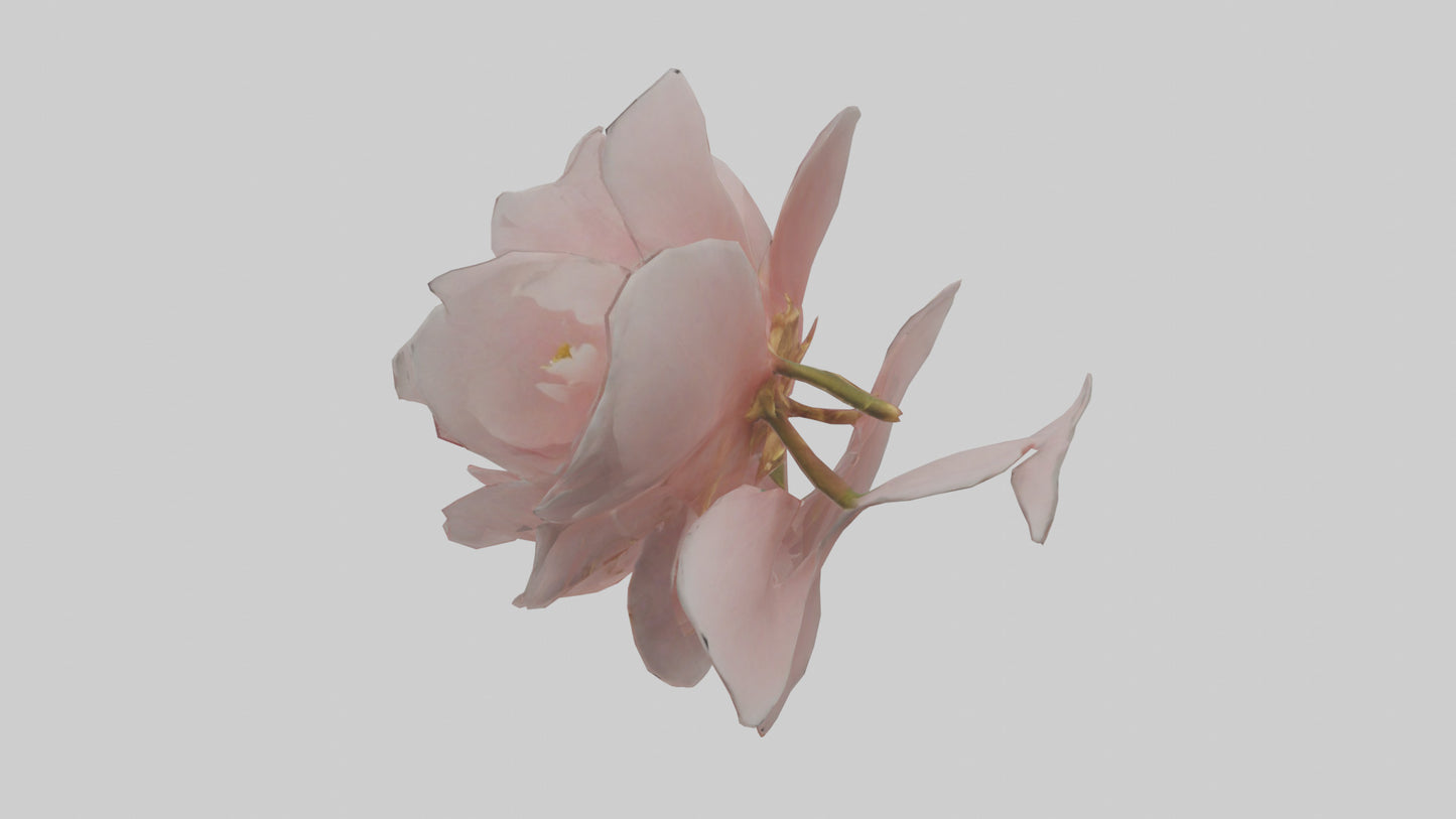 3D model Camellia model VR / AR / low-poly