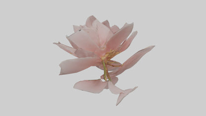 3D model Camellia model VR / AR / low-poly
