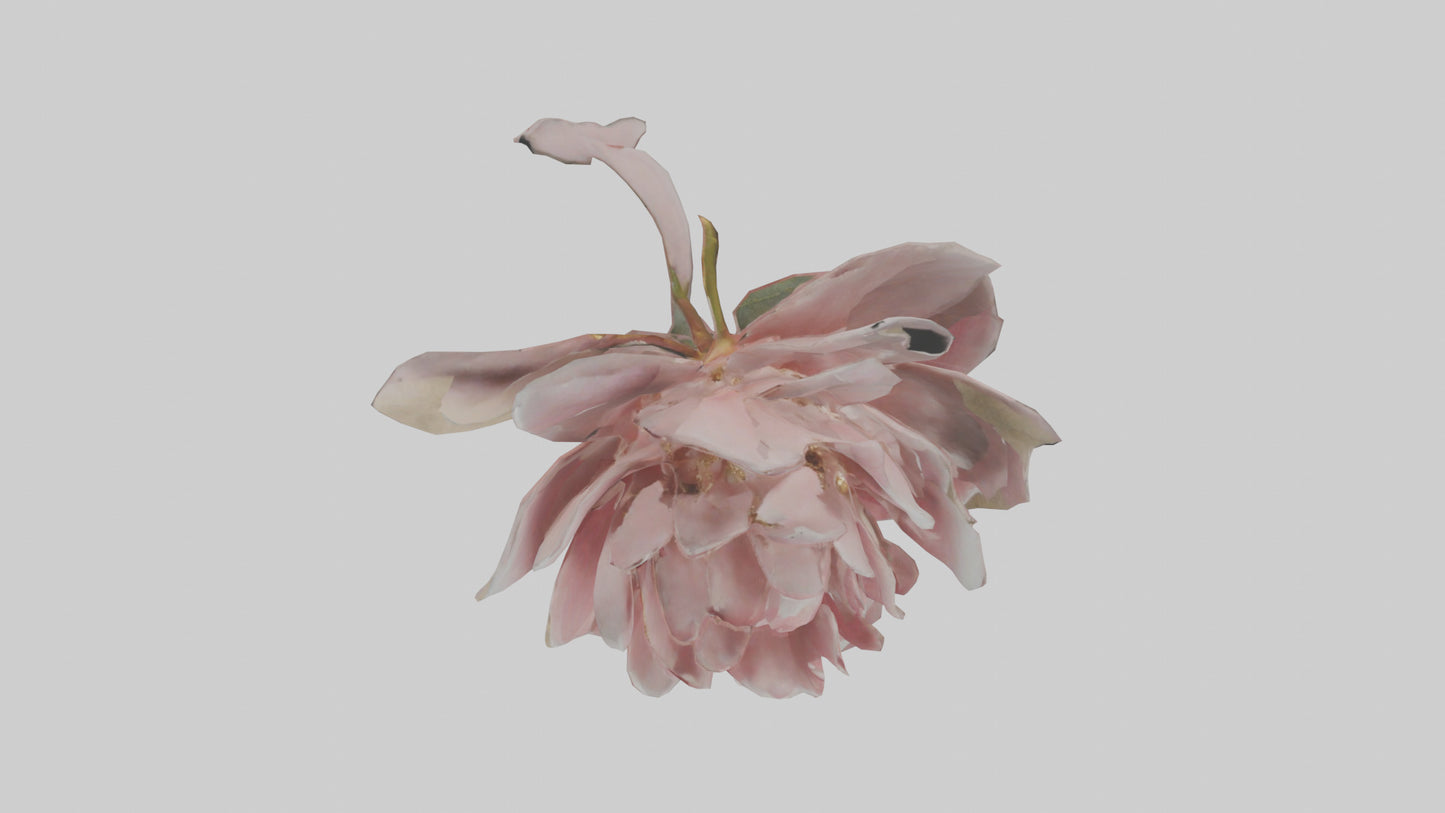 3D model Camellia model VR / AR / low-poly