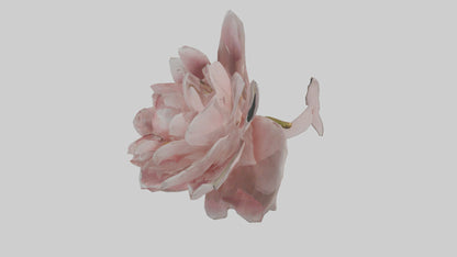 3D model Camellia model VR / AR / low-poly