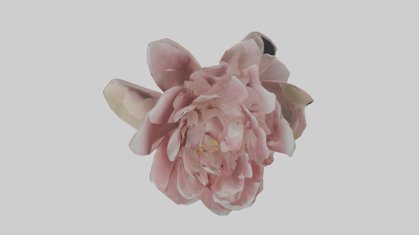 3D model Camellia model VR / AR / low-poly