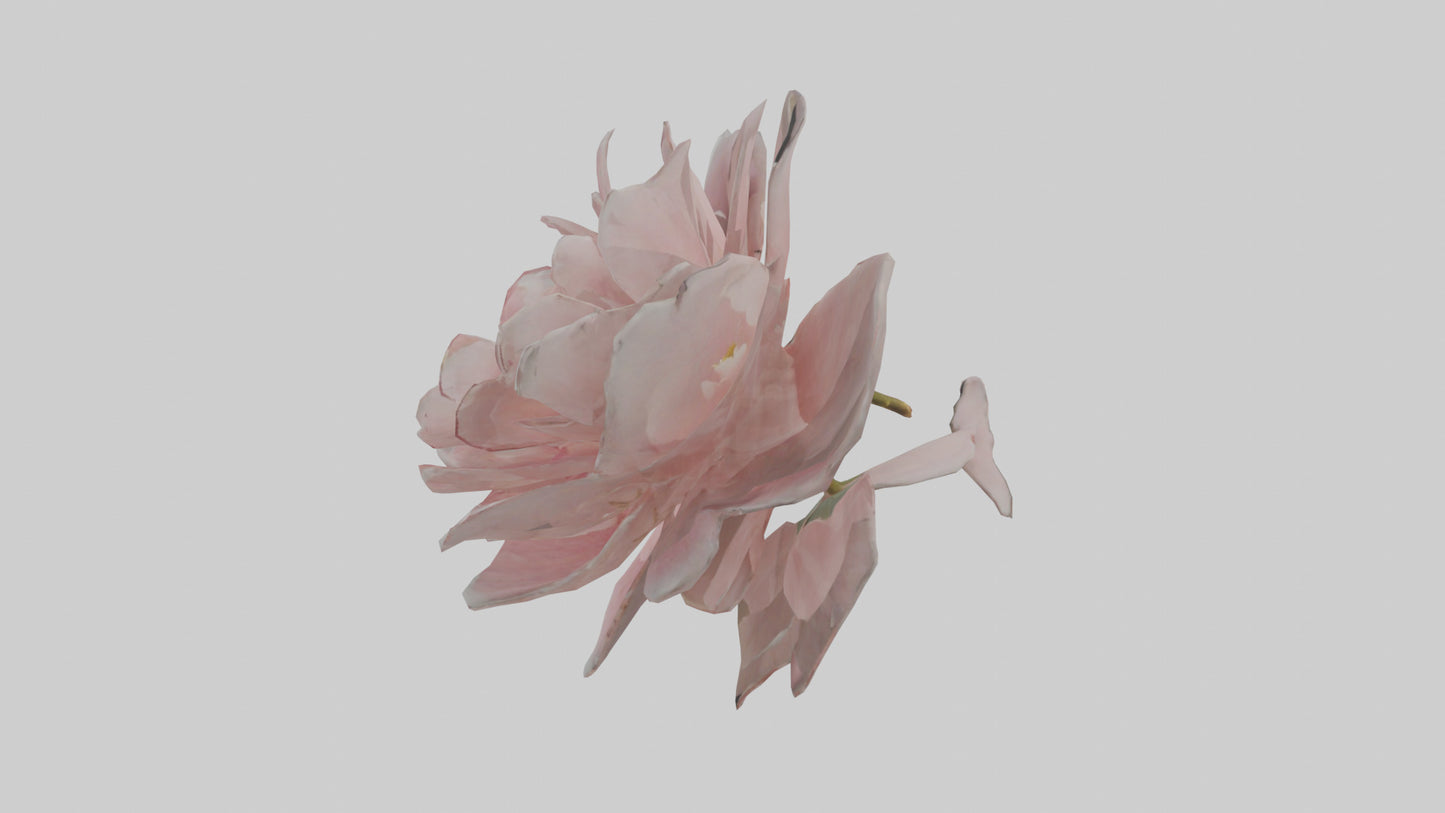 3D model Camellia model VR / AR / low-poly
