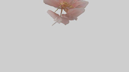 3D model Camellia model VR / AR / low-poly