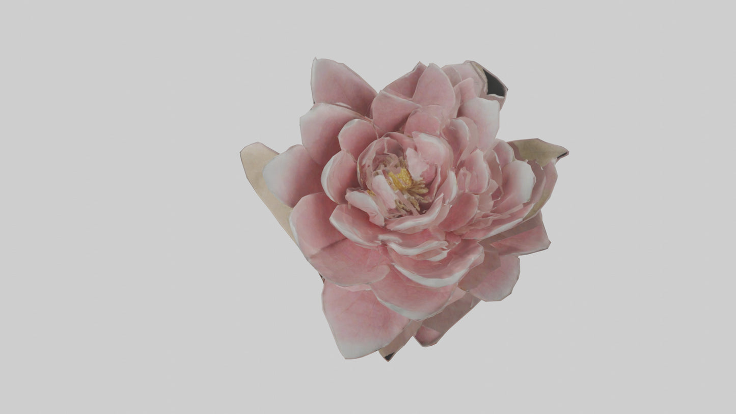 3D model Camellia model VR / AR / low-poly