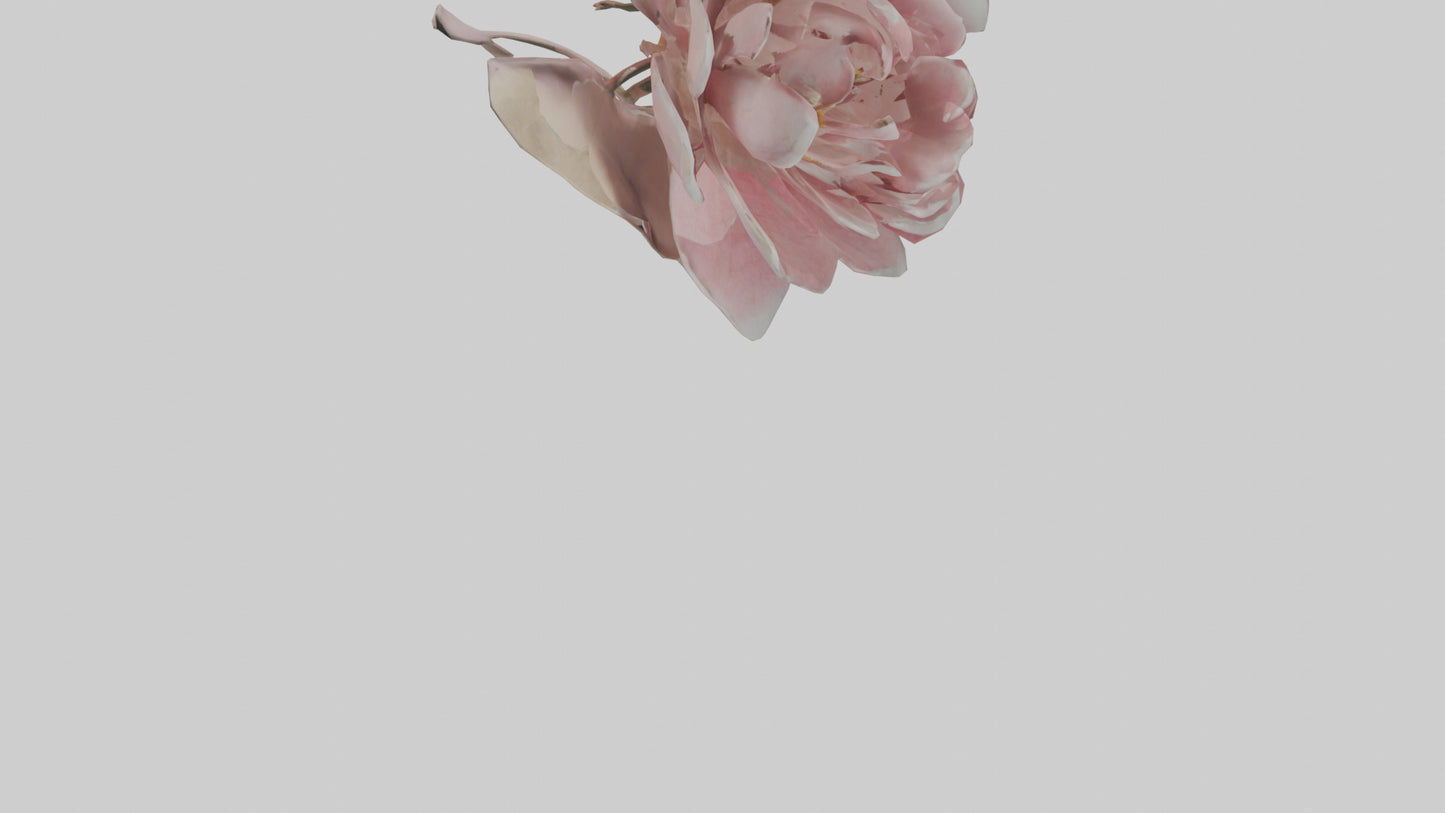 3D model Camellia model VR / AR / low-poly