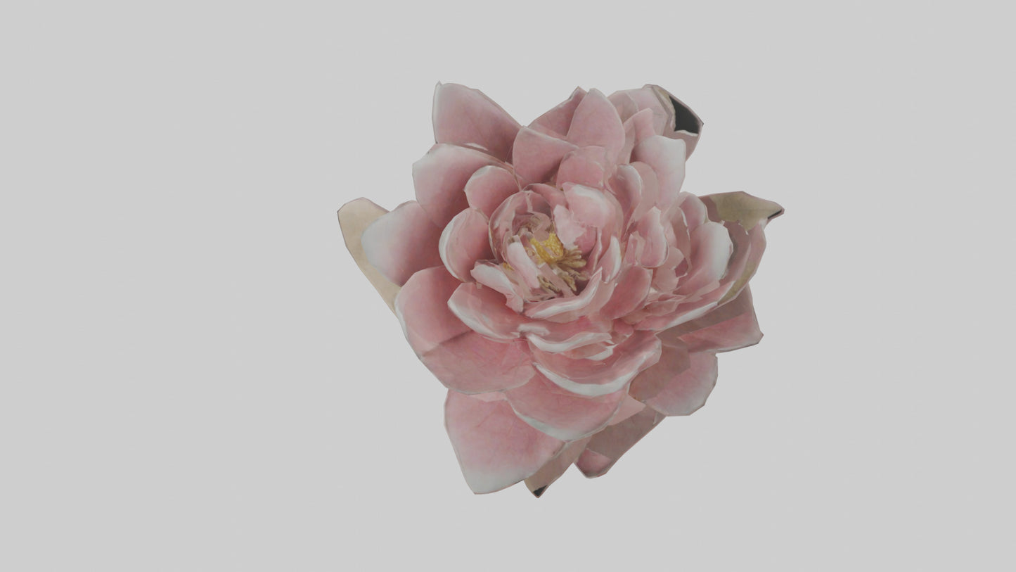 3D model Camellia model VR / AR / low-poly