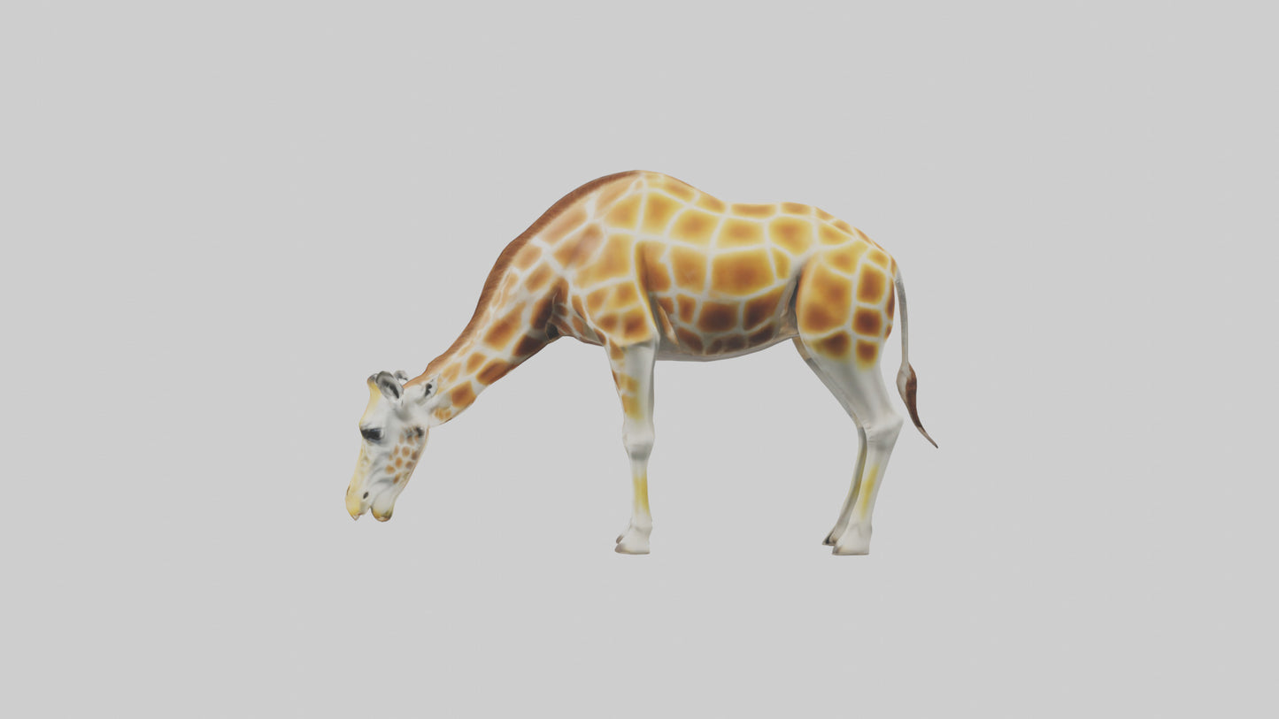 Camelopardalis Giraffe grazing model VR / AR / low-poly