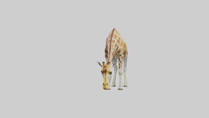Camelopardalis Giraffe grazing model VR / AR / low-poly