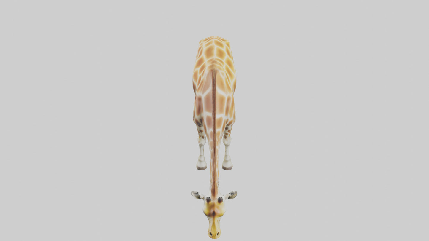 Camelopardalis Giraffe grazing model VR / AR / low-poly
