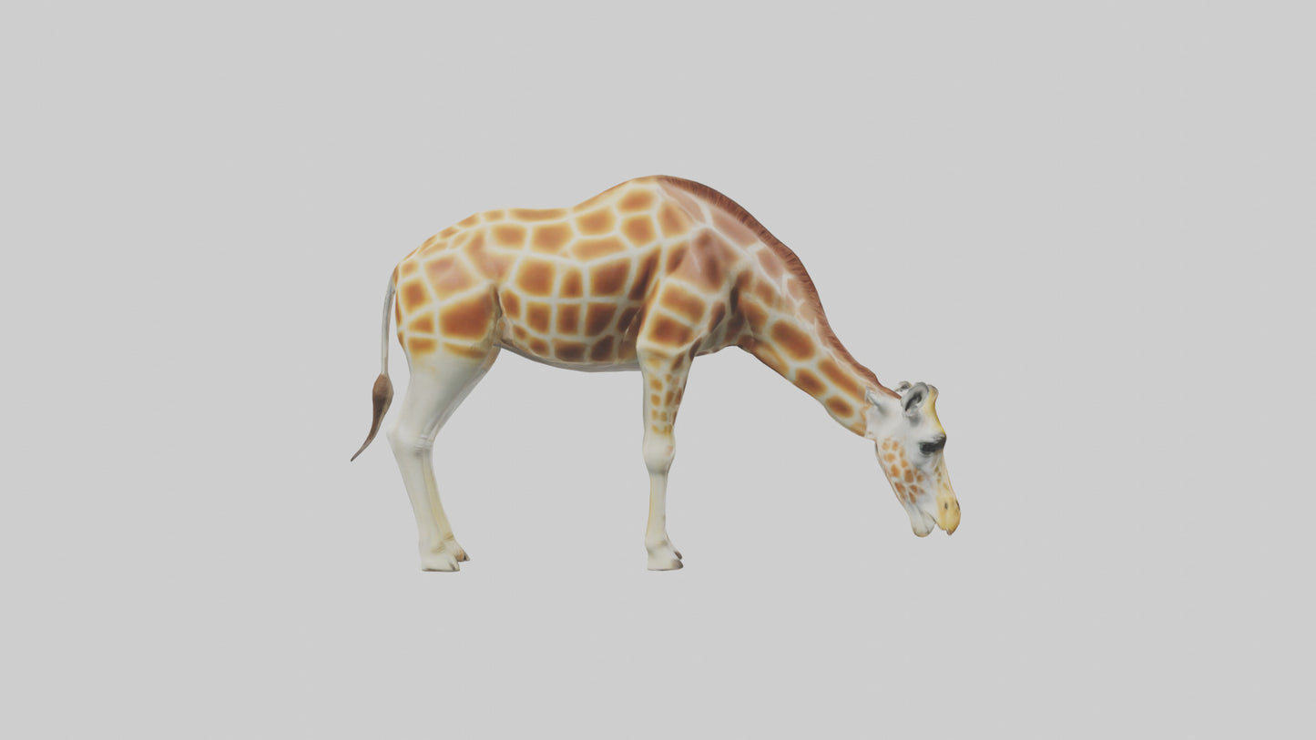 Camelopardalis Giraffe grazing model VR / AR / low-poly