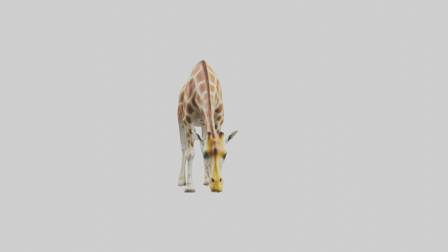 Camelopardalis Giraffe grazing model VR / AR / low-poly