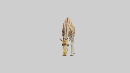 Camelopardalis Giraffe grazing model VR / AR / low-poly