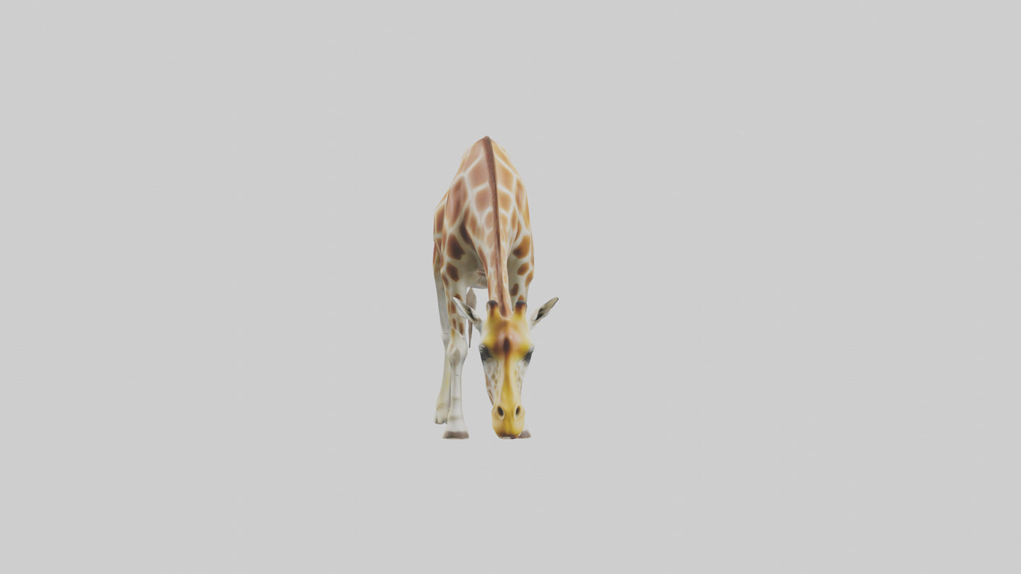 Camelopardalis Giraffe grazing model VR / AR / low-poly