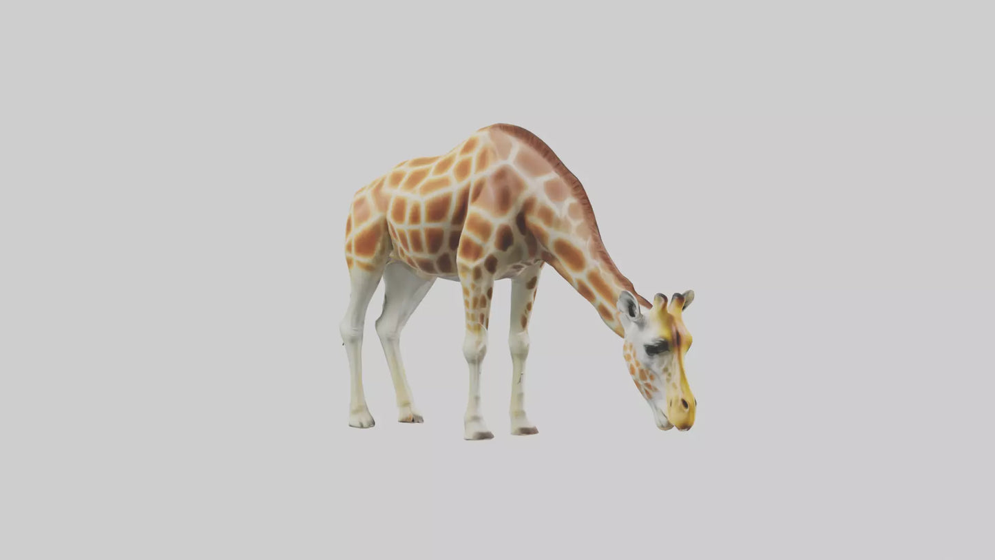 Camelopardalis Giraffe grazing model VR / AR / low-poly