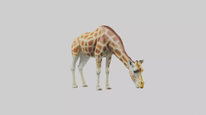 Camelopardalis Giraffe grazing model VR / AR / low-poly