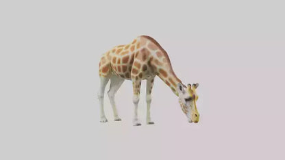 Camelopardalis Giraffe grazing model VR / AR / low-poly