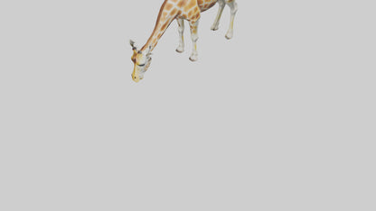 Camelopardalis Giraffe grazing model VR / AR / low-poly