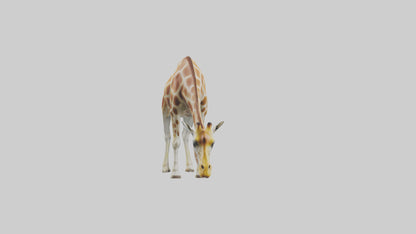 Camelopardalis Giraffe grazing model VR / AR / low-poly