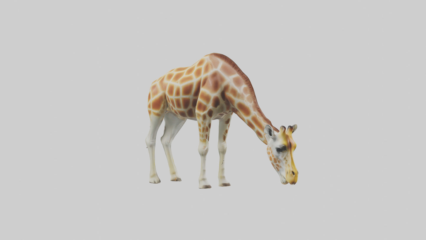 Camelopardalis Giraffe grazing model VR / AR / low-poly
