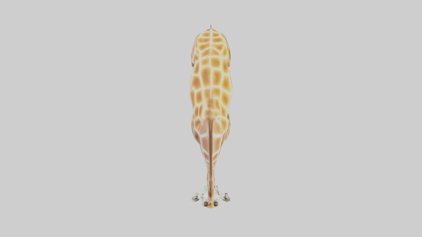 Camelopardalis Giraffe grazing model VR / AR / low-poly