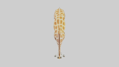Camelopardalis Giraffe grazing model VR / AR / low-poly