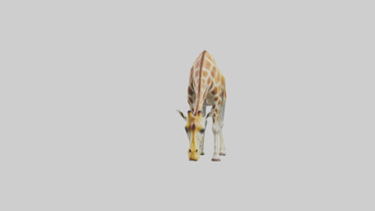 Camelopardalis Giraffe grazing model VR / AR / low-poly