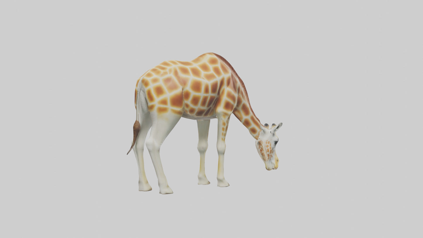 Camelopardalis Giraffe grazing model VR / AR / low-poly