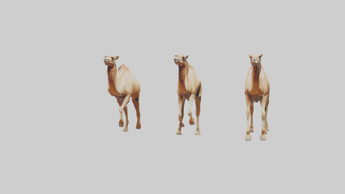 3D model Camels galloping model VR / AR / low-poly