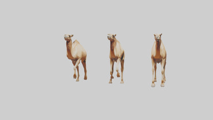 3D model Camels galloping model VR / AR / low-poly