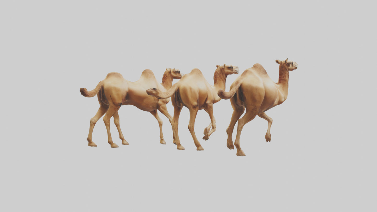 3D model Camels galloping model VR / AR / low-poly