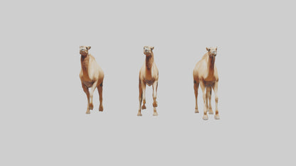 3D model Camels galloping model VR / AR / low-poly