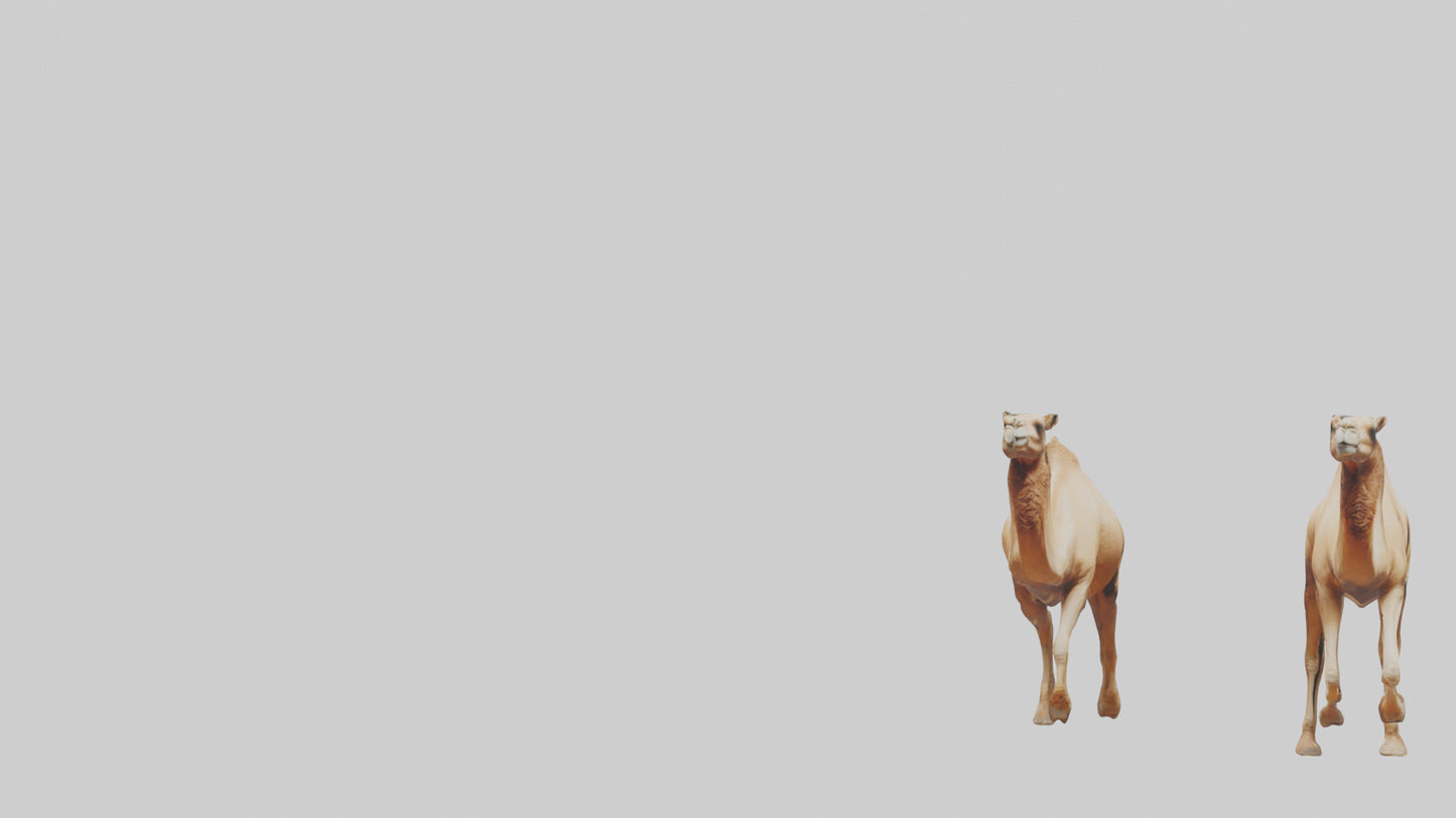 3D model Camels galloping model VR / AR / low-poly