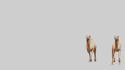 3D model Camels galloping model VR / AR / low-poly