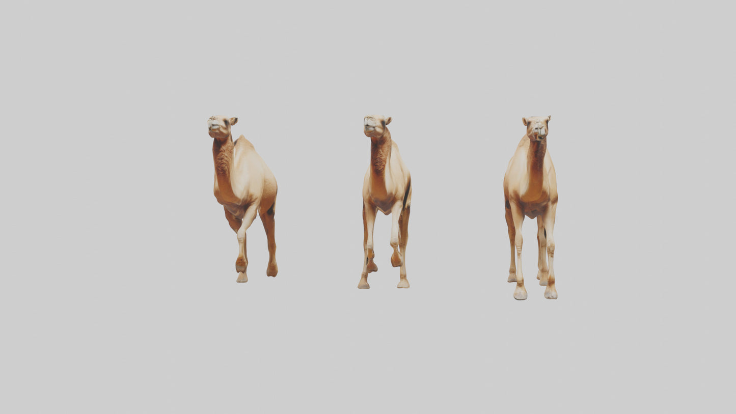 3D model Camels galloping model VR / AR / low-poly