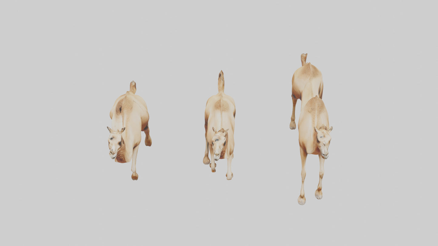 3D model Camels galloping model VR / AR / low-poly