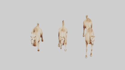 3D model Camels galloping model VR / AR / low-poly