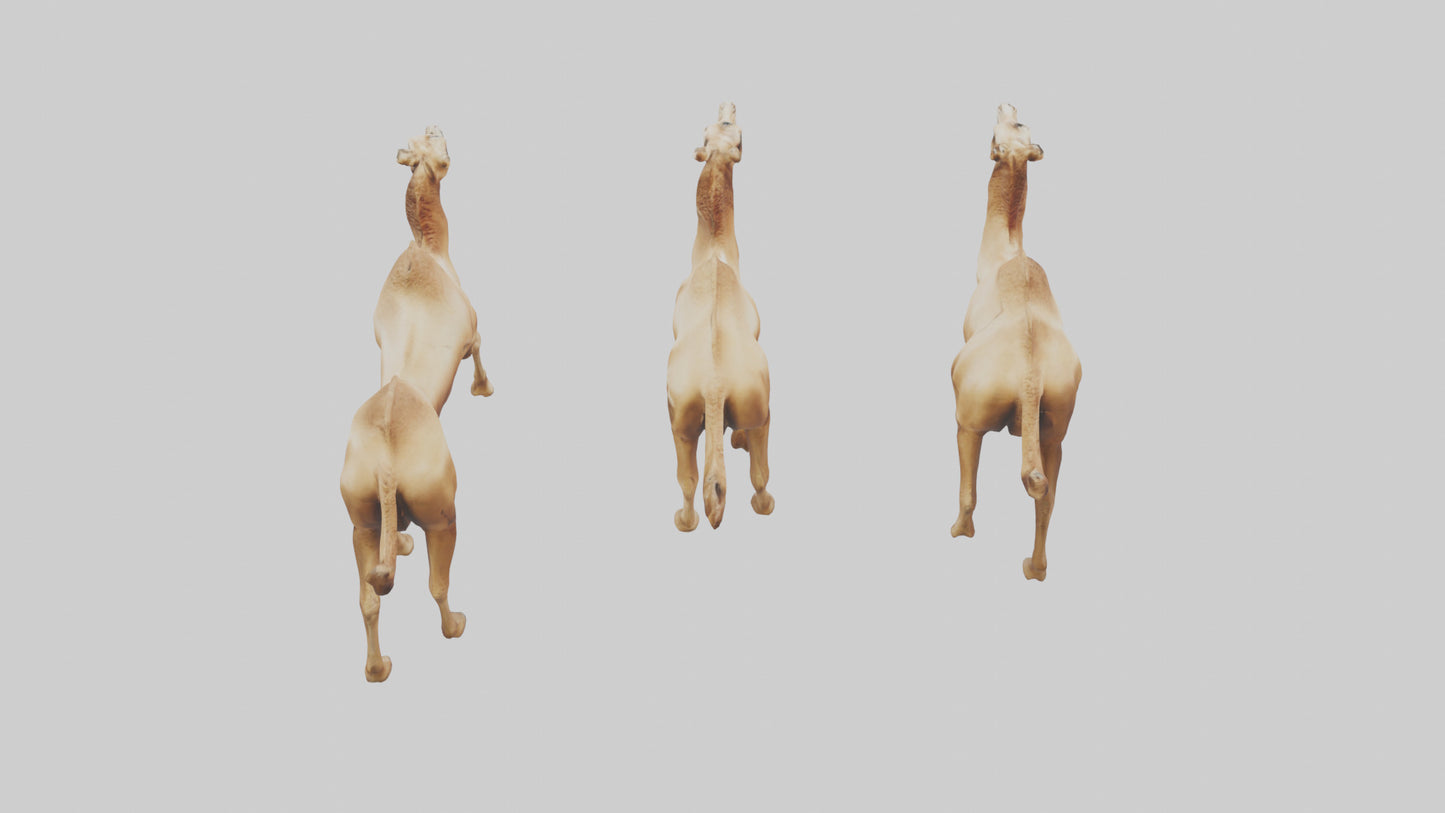 3D model Camels galloping model VR / AR / low-poly