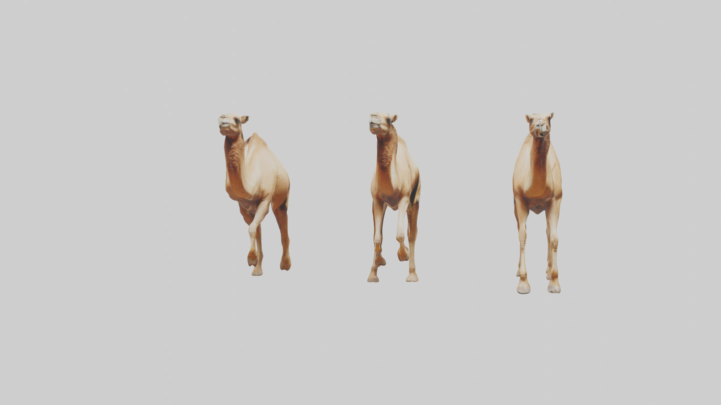 3D model Camels galloping model VR / AR / low-poly