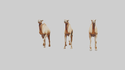 3D model Camels galloping model VR / AR / low-poly