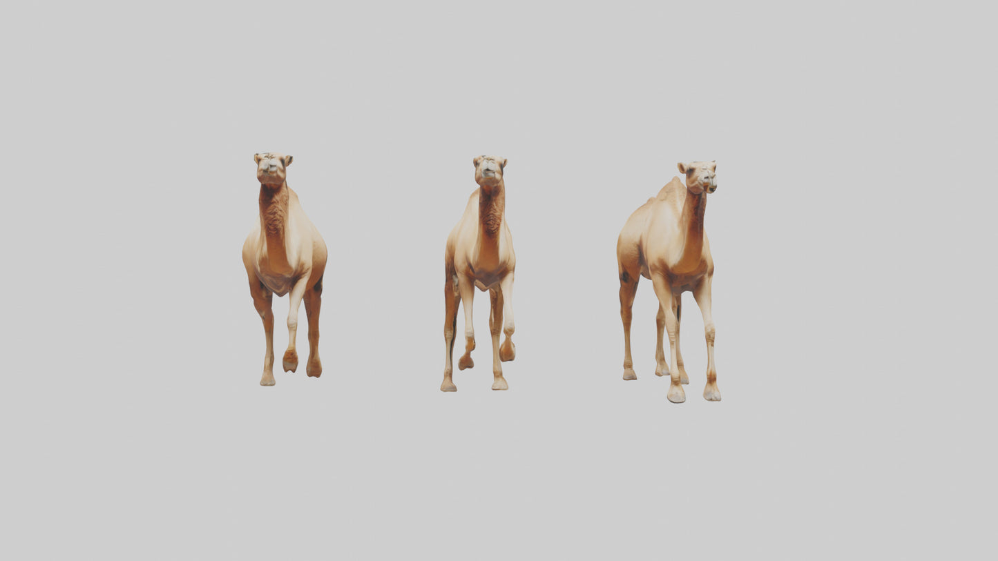 3D model Camels galloping model VR / AR / low-poly