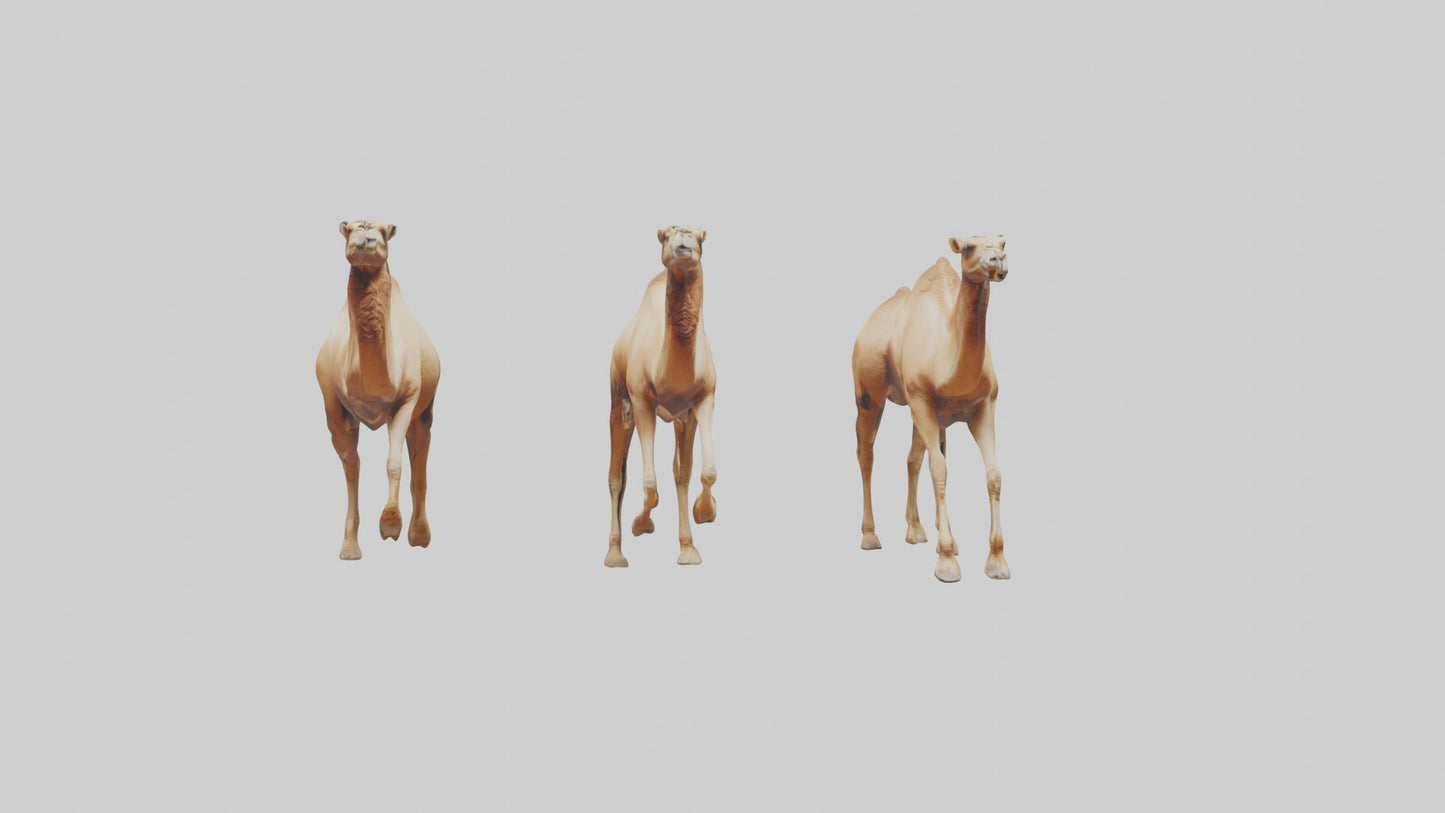 3D model Camels galloping model VR / AR / low-poly