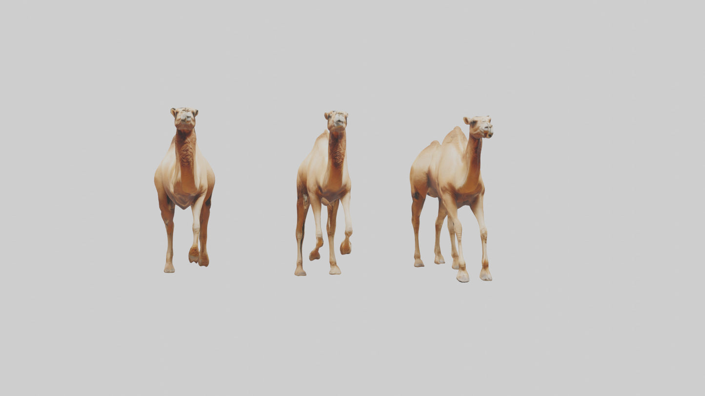 3D model Camels galloping model VR / AR / low-poly