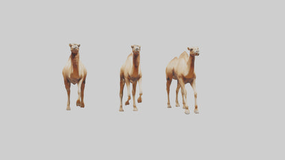 3D model Camels galloping model VR / AR / low-poly