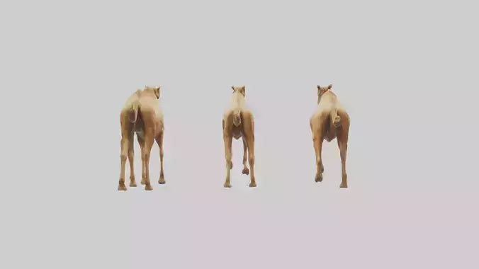 3D model Camels galloping model VR / AR / low-poly