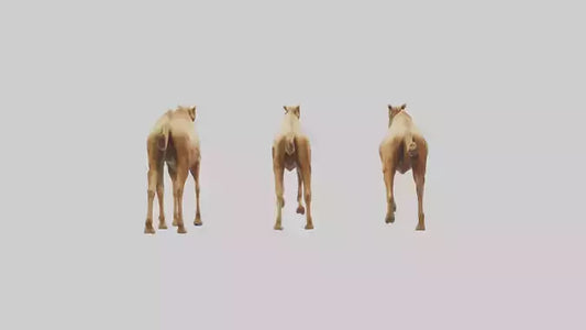 3D model Camels galloping model VR / AR / low-poly