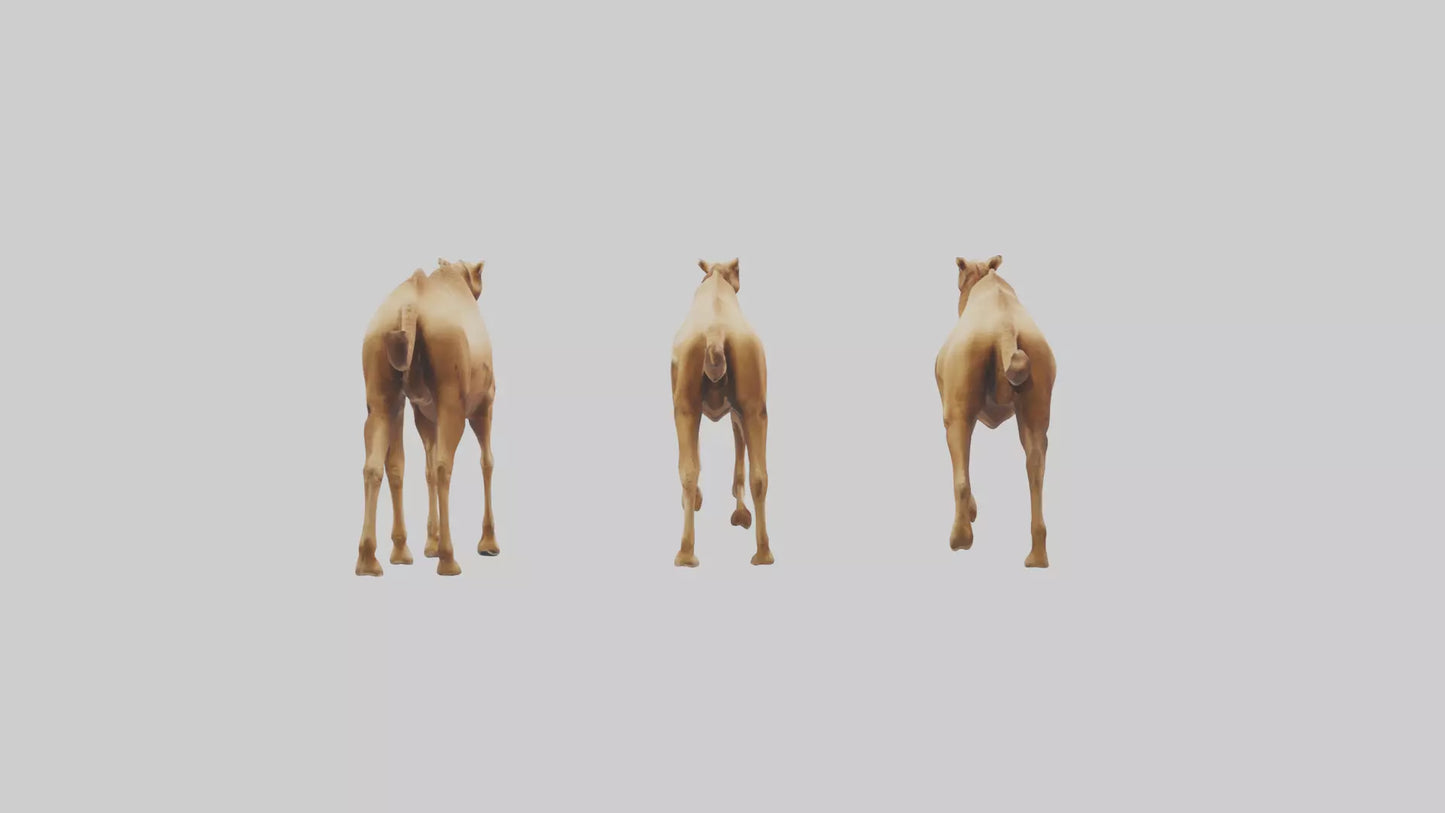 3D model Camels galloping model VR / AR / low-poly