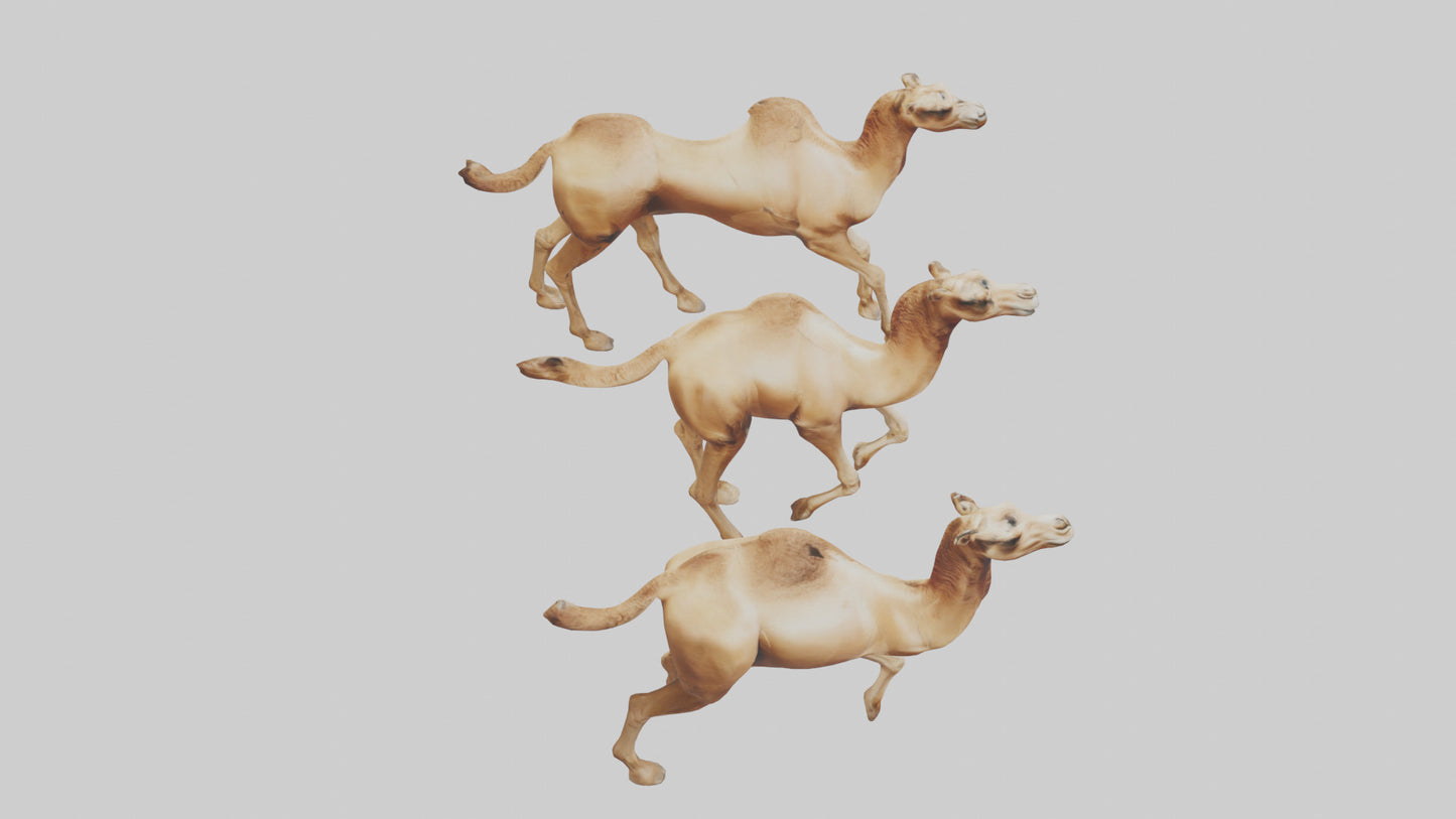 3D model Camels galloping model VR / AR / low-poly