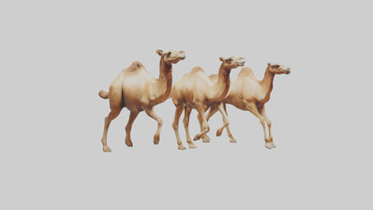 3D model Camels galloping model VR / AR / low-poly